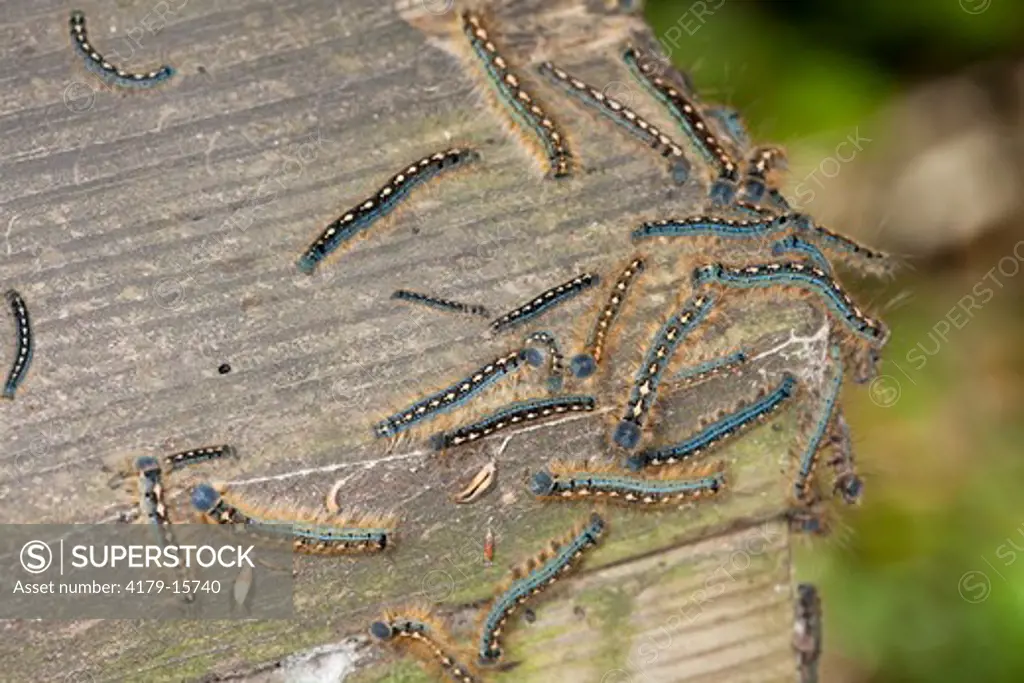 Gregarious Forest Tent Caterpillars (Malacosoma disstria) swarm on bridge railing in swamp. Livingston Parish, Louisiana, 11 April 2009