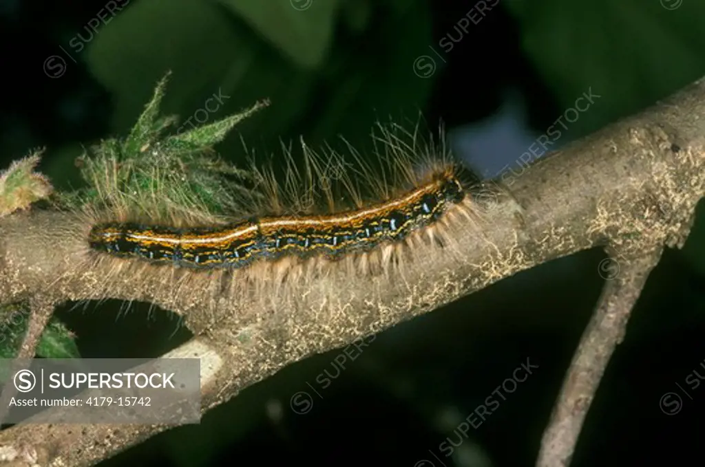 Eastern Tent Caterpillar (Malacosoma americanum) Big Thicket Preserve/TX, Texas