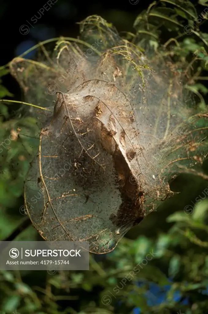 Eastern Tent Caterpillar (Malacosoma americanum) in Black Walnut Trees - MN Todd Co.