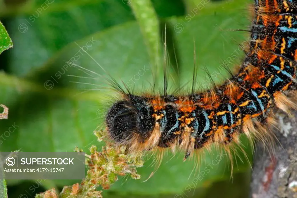 Tent caterpillar, (Malacosoma sp.) Kimble County, TX, Texas