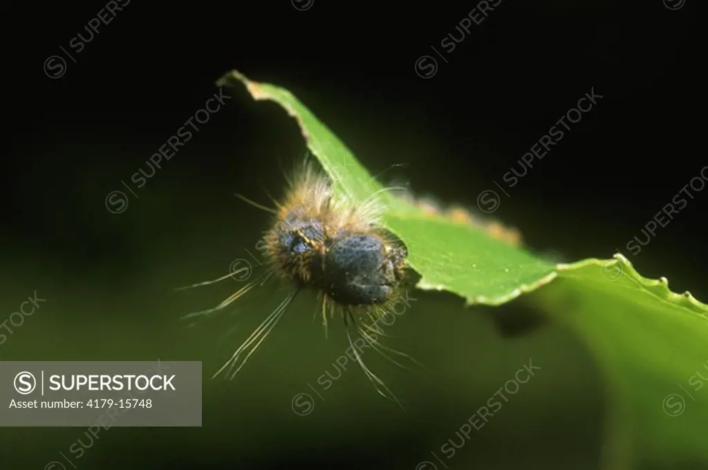 Forest Tent Caterpillar eating sweet Gum Leaf, Baton Rouge, Louisiana (Malacosome disstuia)