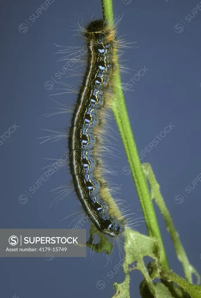 Eastern Tent Caterpillar (Malacosoma americanum), NJ