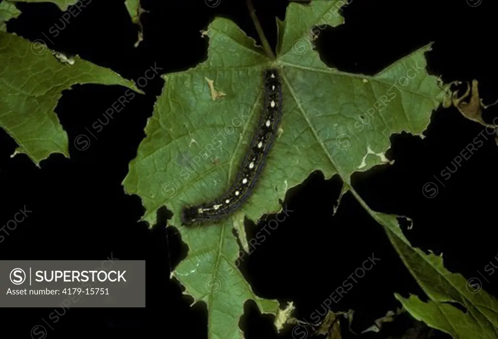 Forest Tent Caterpillar (Malacosoma disstria) Livingston Manor, NY