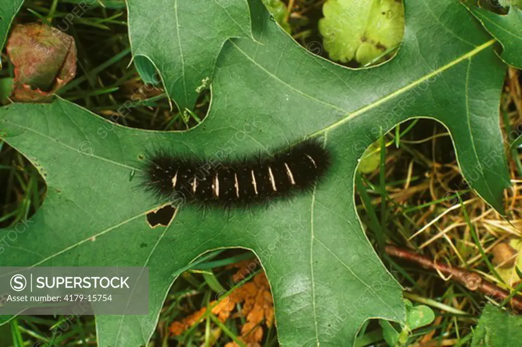 Agreeable Tiger Moth Caterpillar (Spilosoma congrua)