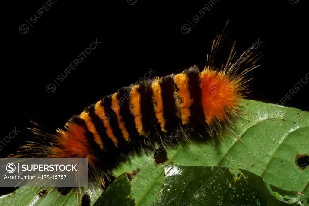 Tiger Moth Caterpillar, Warning Colors, fam: Arctiidae, Amazon, Ecuador