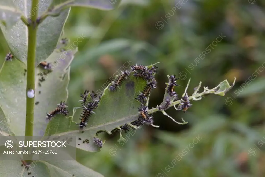 Milkweed Tiger Moth Caterpillars (Euchaetias egle) on Milkweed Leaf, Schuylkill Center, PA, Philadelphia