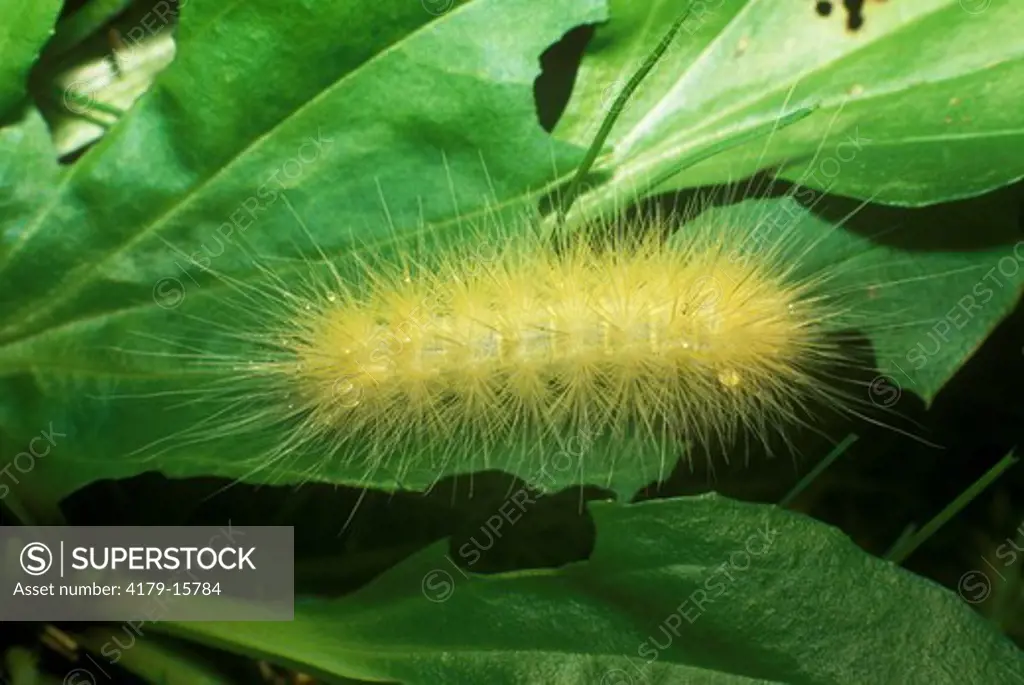 Yellow Woolly Bear Moth Caterpillar (Spilosoma virginica)