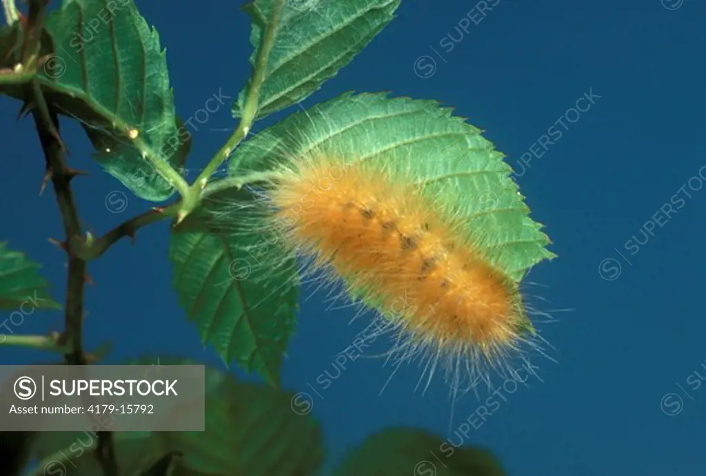 Yellow Woolly Bear Caterpillar on Blackberry (Diacrisia virginica) NJ