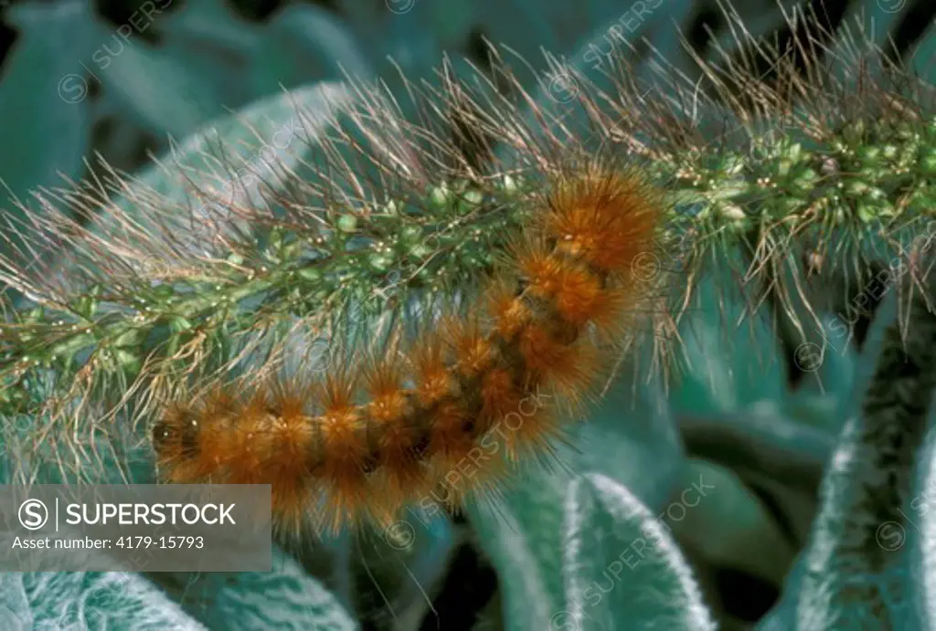 Yellow Woolly Bear Caterpillar (Diacrisia virginica) Somerset, NJ