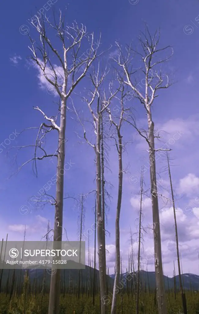 Dead Trees due to Mountain Pine Beetle, Glacier N.P., MT, Montana