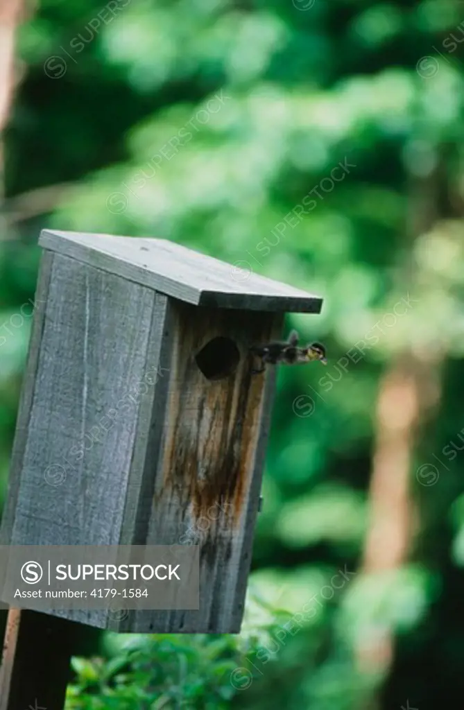 Wood Duckling leaving nest box (Aix sponsa) Marion Co.