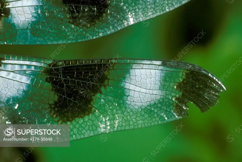 Wing of Twelve-Spot Skimmer (Libellula pulchella) Somerset, New Jersey
