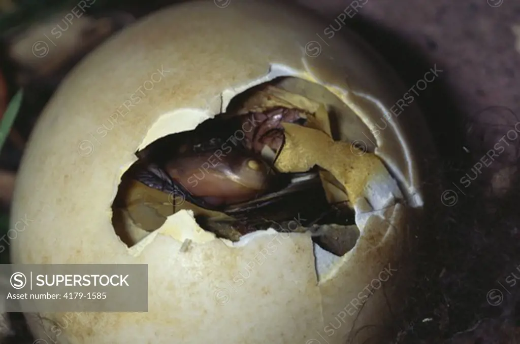 Northern Mallard Chick hatching, note Egg Tooth (Anas Platyrhynchos), MT