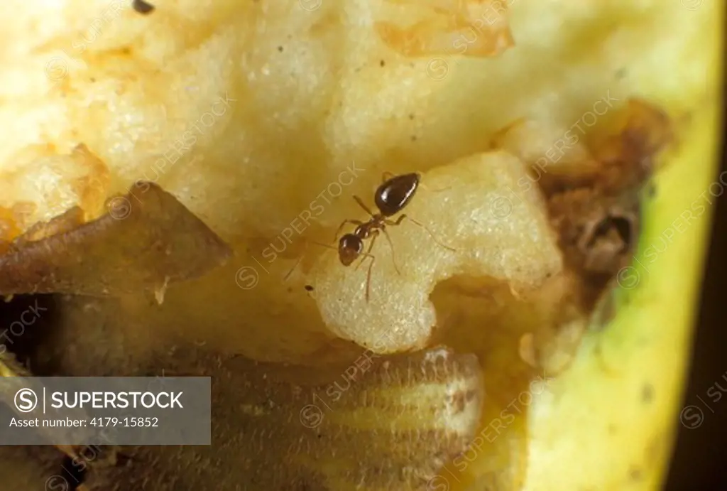 Little Black Ant eating an apple (Monomorium nininun)