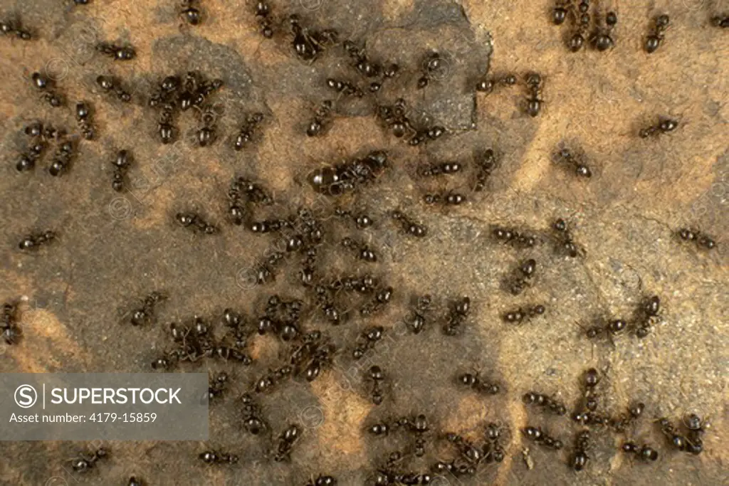 Little Black Ants tending Queen (Monomorius minimum)