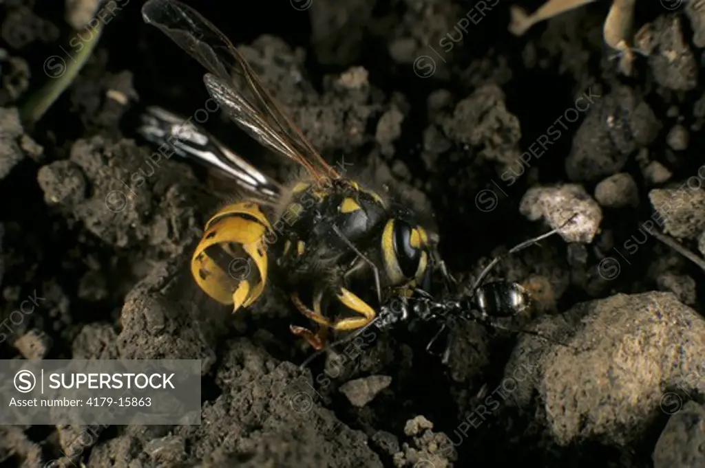 Ant (fam: Formicidae) with dead Yellowjacket Wasp