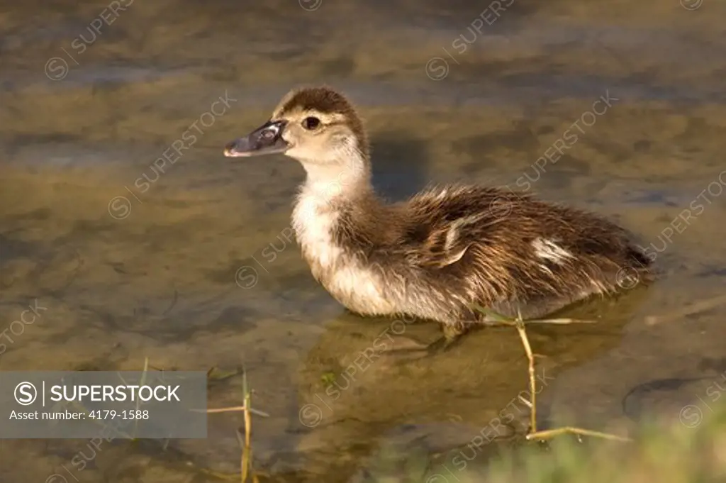 Muscovy Duck (Cairina moschata) Marco Island,Fl, Florida