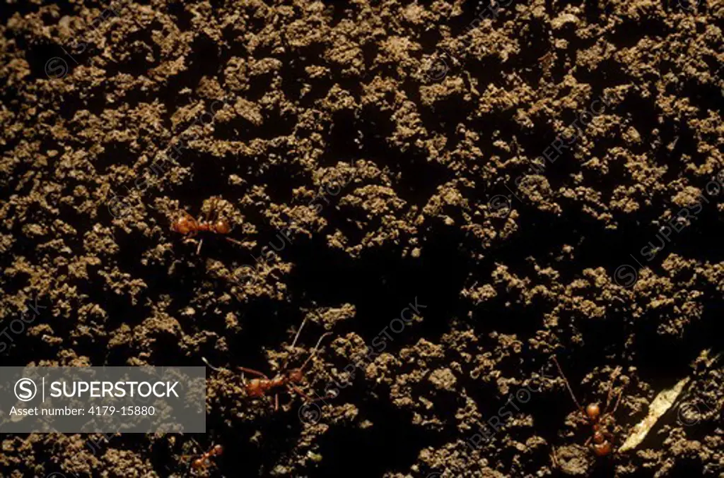 Excavation spoil heap & ants (Atta cephalotes) Costa Rica, Central America