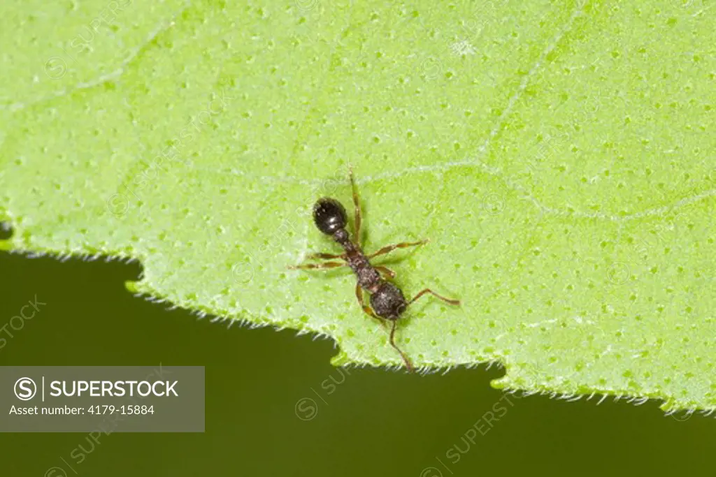 Ant (Myrmica). Franklin County, Missouri, 28 May 2009