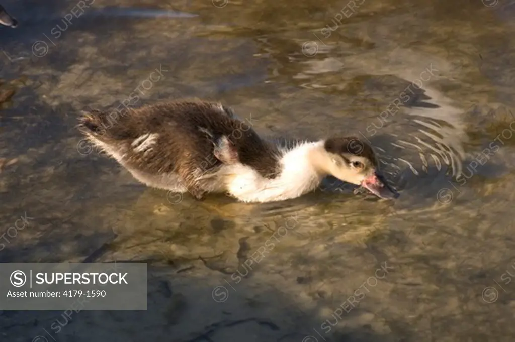 Muscovy Duck (Cairina moschata) Marco Island,Fl