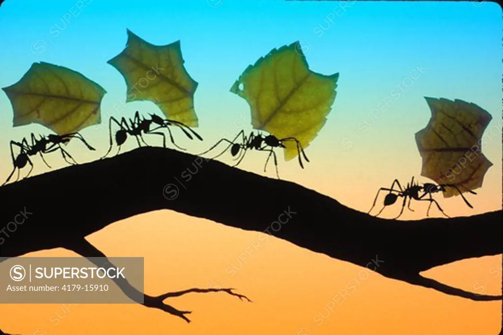 Leaf-cutting Ants carrying leaves back to their underground nests, range: North, Central & South America (digital composite)