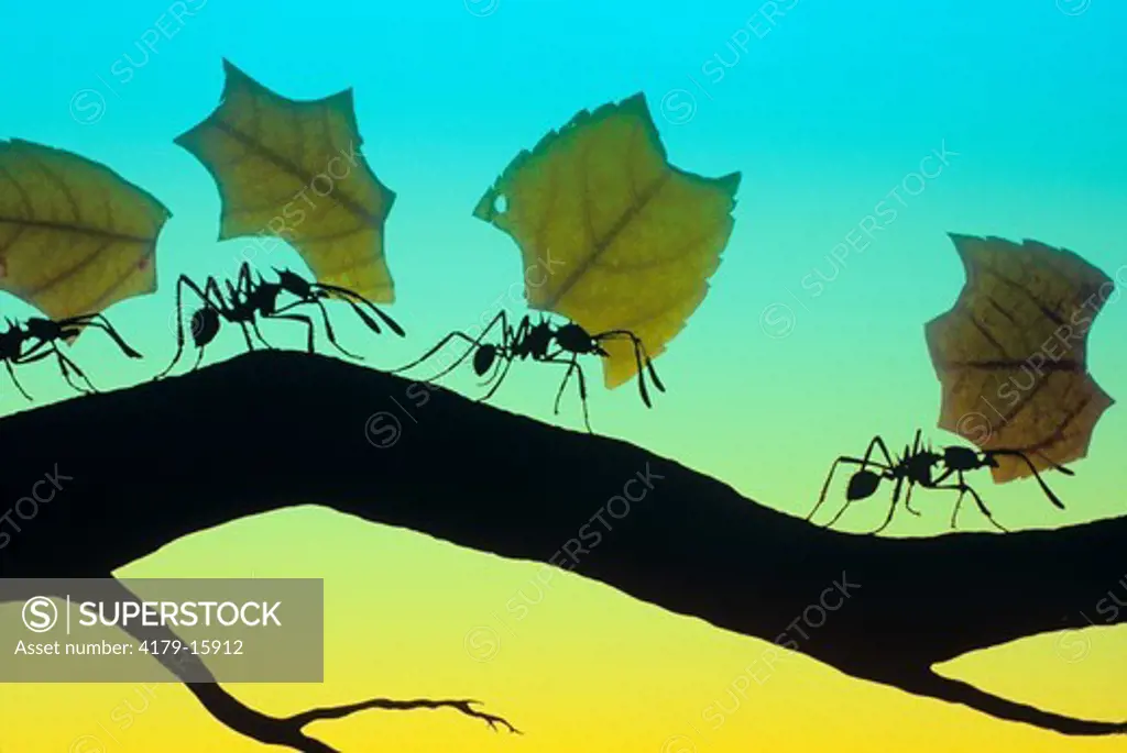 Leaf-cutting Ants carrying leaves back to their underground nests, range: North, Central & South America (digital composite)