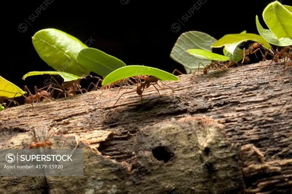 Leaf-cutter Ants (Atta sp), carrying leaves to nest, Carara National Park, Costa Rica.