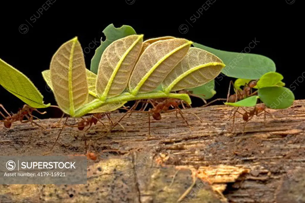 Leaf-cutter Ants (Atta sp), carrying leaves to nest, Carara National Park, Costa Rica.