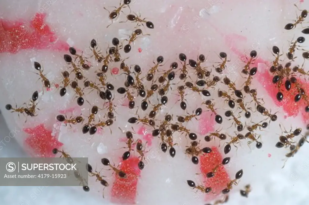 Tiny Sugar Ants eating a piece of candy, Florida - SuperStock
