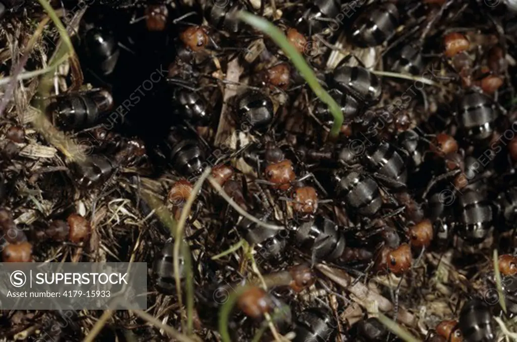 Red Ants (Formica Sp.) Workers on Mound, Discovery Bay, Washington