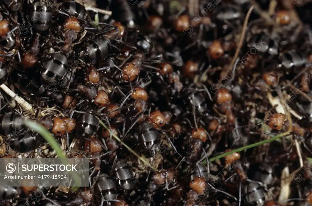 Red Ants, (Formica Spp.) Workers on Mound, Discovery Bay, Washington
