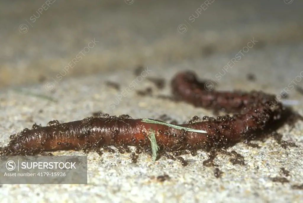 Earthworm being attacked by ants on sidewalk Jefferson County - Colorado