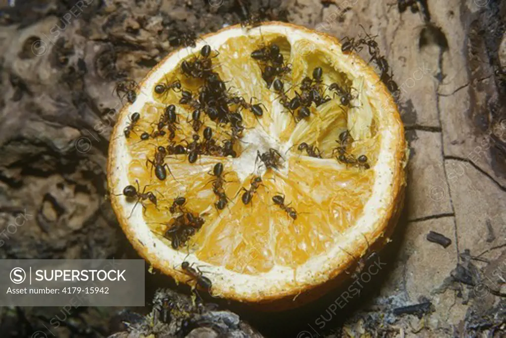 Wood Ants on Orange (Formica rufa)