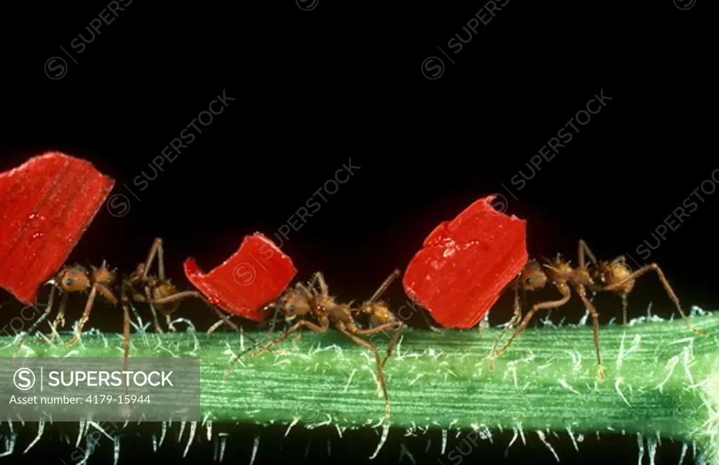 Leaf-cutter Ants carrying  flower parts (Acromyrme) Monteverde, Costa Rica