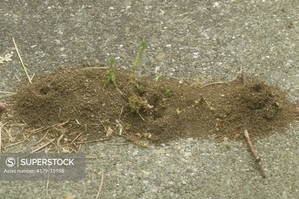 Ant Mounds on Sidewalk Crack, Dayton, Ohio