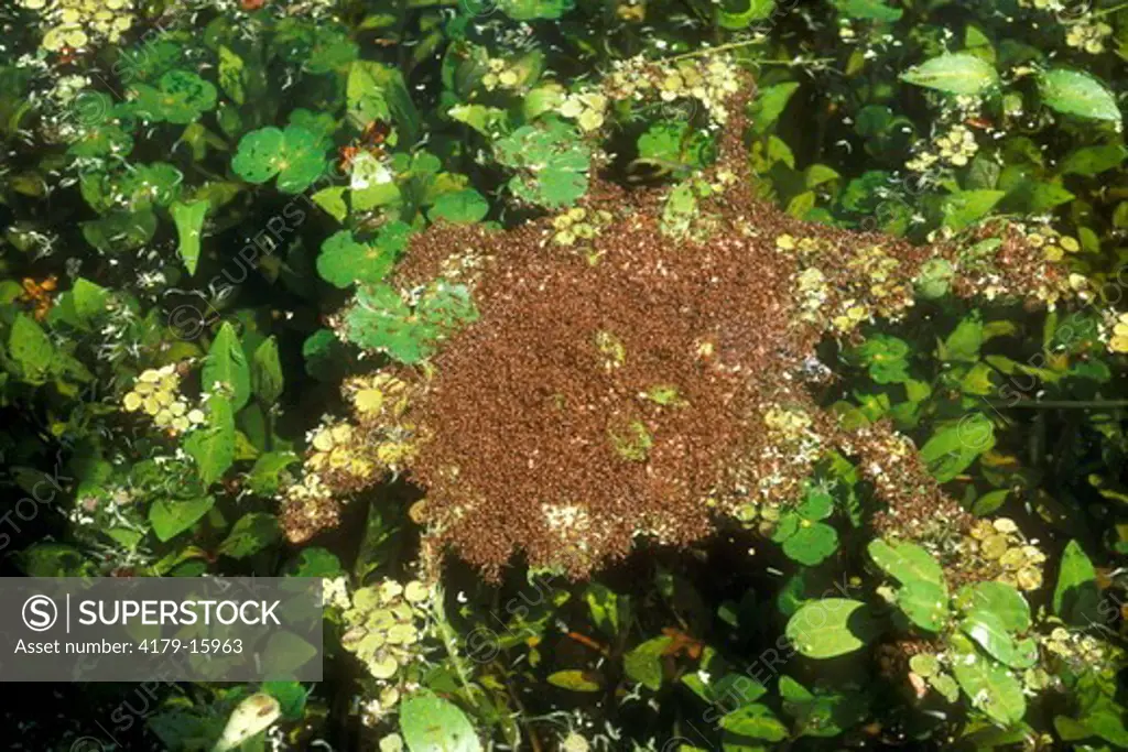 Fire Ants floating after recent Flood, St. James Parish, Louisiana