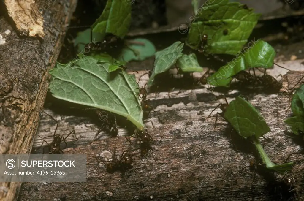 Farmer, Parasol or Leaf-cutter Ants (Atta Sp.)transporting leaf, Belize, Cayo District