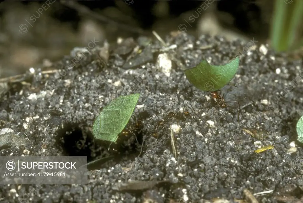 Leaf-cutter Ants Carry Leaf Sections into Nest (Atta cephalodes) ChanChich/Belize