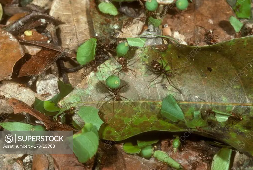 Leaf Cutter Ants w/Allspice Fruit & Leaves (Atta cephalotes)Tikal, Guatemala