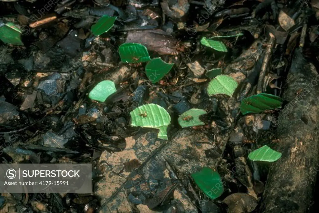 Leaf-cutter Ants (Atta sp.) workers carrying leaf sections, Suriname