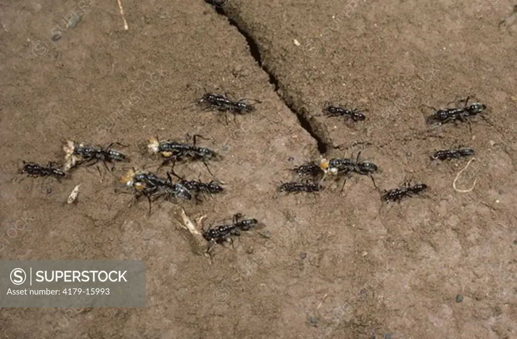 Matabele Ants, a Ponerine (Megaponera foctens) sp. with Prey of Termites, Kenya, Lake Baringo
