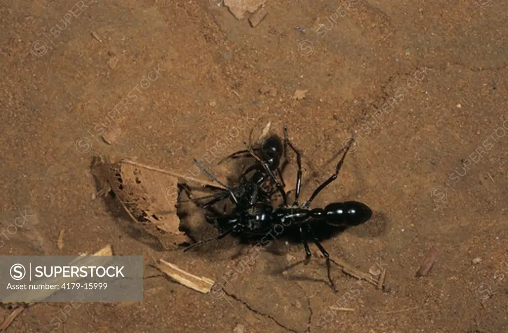 Giant Tropical Ant (Paraponera sp.) w/ Ant prey Iguazu NP - Argentina
