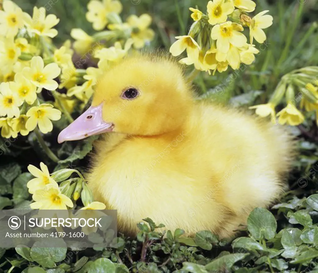 Duckling among Oxlips
