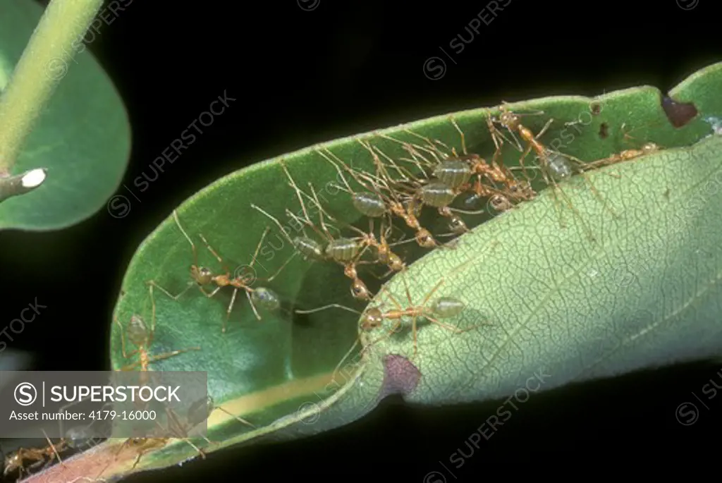 Weaver Ants aka Green Tree Ants (Oecophylla smaragdina) making Leaf Nest, Australia