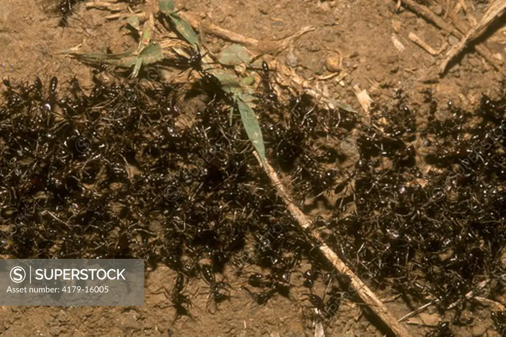 Driver Ants (Dorylus helvolus), Tsavo NP, Kenya
