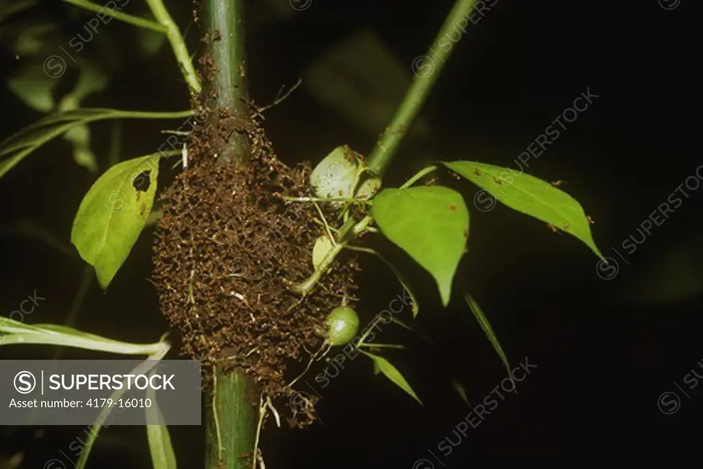 Arboreal Ant Nest, Amazon, Peru