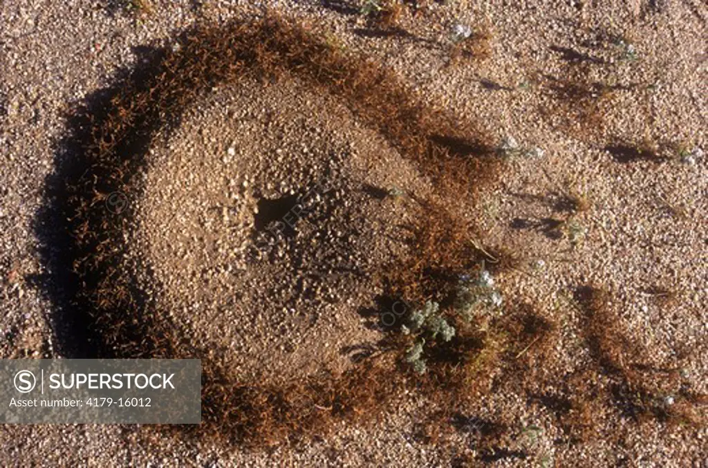 Desert Harvester Ants (Messor pergandei) Anza-Borrego Desert SP, CA California