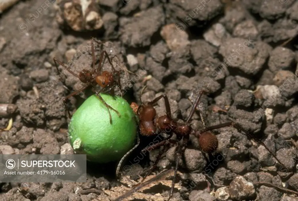 Leaf Cutter Ants (Atta sp.) Santa Rosa NP/Costa Rica