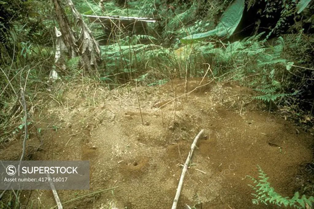 Leafcutter Ant Mound (Atta sp.) 2 meters Costa Rica - Braulio Carillo NP