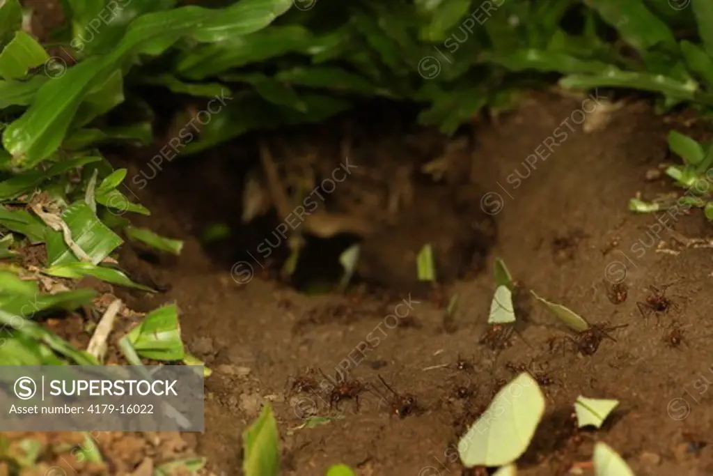 Leaf Cutter Ant nest (Atta cephalotes) La Selva, Costa Rica